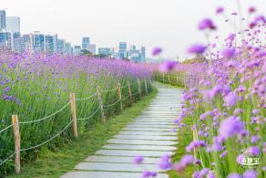 流花山马鞭草花海
