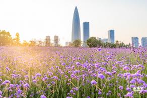 流花山马鞭草花海