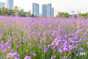 流花山马鞭草花海