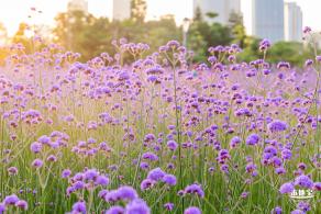 流花山马鞭草花海