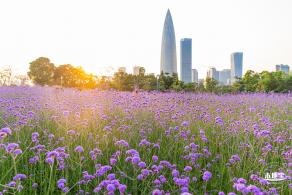 流花山马鞭草花海