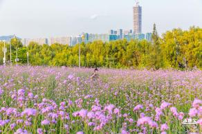 流花山马鞭草花海