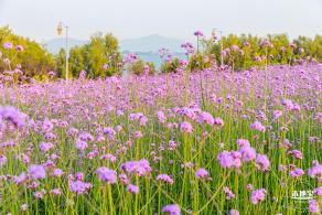 流花山马鞭草花海