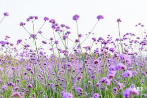 流花山马鞭草花海