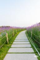 流花山马鞭草花海