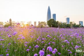 流花山马鞭草花海