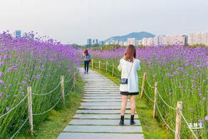 流花山马鞭草花海