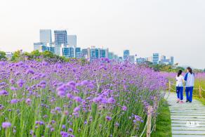 流花山马鞭草花海