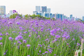 流花山马鞭草花海
