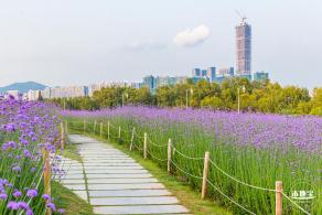 流花山马鞭草花海