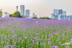 流花山马鞭草花海