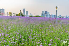 流花山马鞭草花海