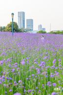 流花山马鞭草花海