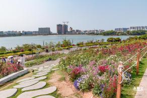 立新湖公园月季花海