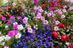 立新湖公园月季花海