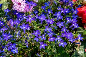 立新湖公园月季花海