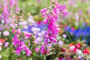 立新湖公园月季花海