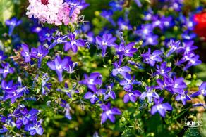 立新湖公园月季花海