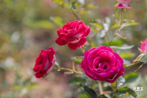立新湖公园月季花海
