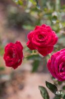 立新湖公园月季花海