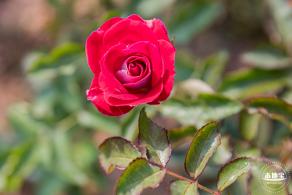 立新湖公园月季花海