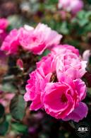 立新湖公园月季花海