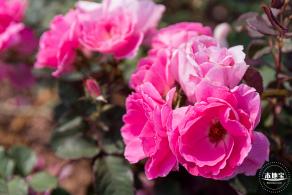立新湖公园月季花海