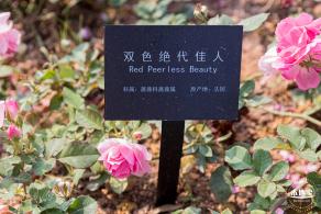 立新湖公园月季花海