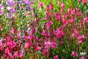 立新湖公园月季花海
