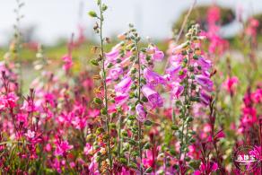 立新湖公园月季花海