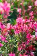 立新湖公园月季花海