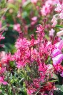 立新湖公园月季花海