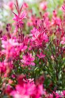 立新湖公园月季花海
