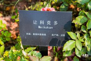 立新湖公园月季花海