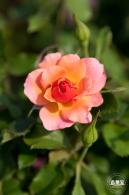 立新湖公园月季花海