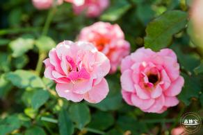 立新湖公园月季花海
