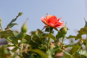 立新湖公园月季花海