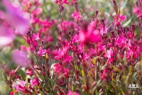 立新湖公园月季花海