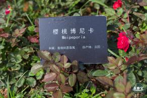 立新湖公园月季花海