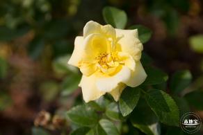立新湖公园月季花海