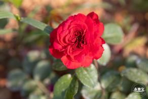 立新湖公园月季花海