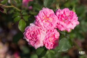 立新湖公园月季花海