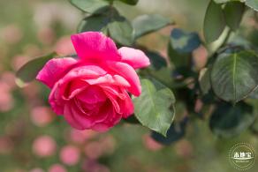 立新湖公园月季花海