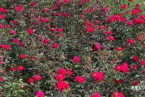 立新湖公园月季花海