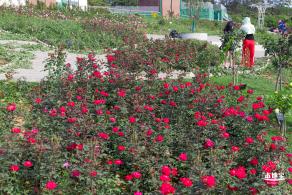 立新湖公园月季花海