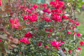 立新湖公园月季花海