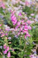 立新湖公园月季花海