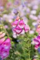 立新湖公园月季花海