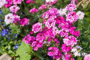 立新湖公园月季花海