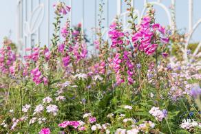 立新湖公园月季花海